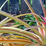 【Information from Hawaii】ハワイのトロピカルな植物たちに魅せられて NO.2